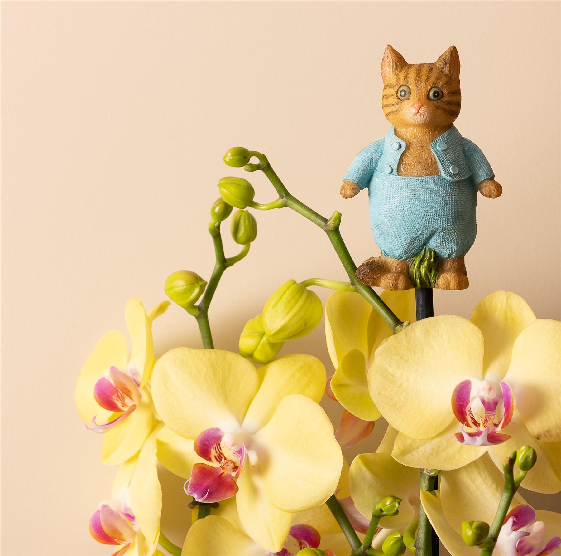 Cane Companions Beatrix Potter Tom Kitten – Fermo Per Bastone Da Giardino – Ornamento In Resina - 3