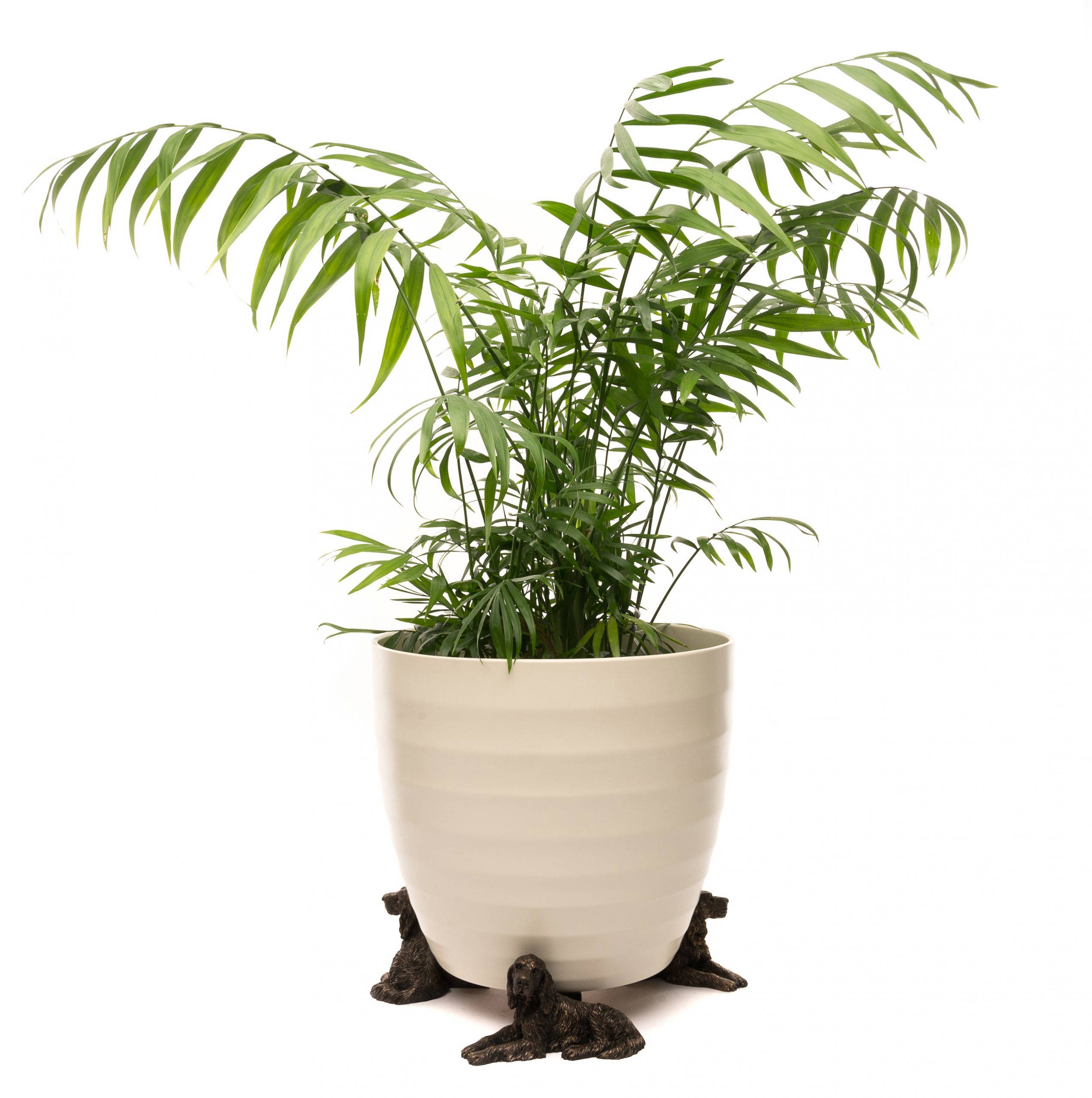 Irish Setter Plant Pot Feet – Set of 3 – Jardinopia Ltd