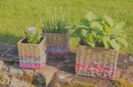 Munja And Reclaimed Sari Fabric Planter Set Of 3