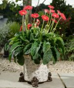 Orangutan Plant Pot Feet - Set of 3