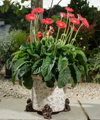 Orangutan Plant Pot Feet - Set of 3