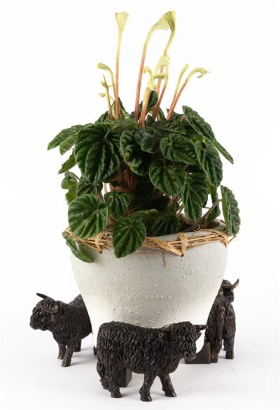 Highland Cow Plant Pot Feet - Set of 3
