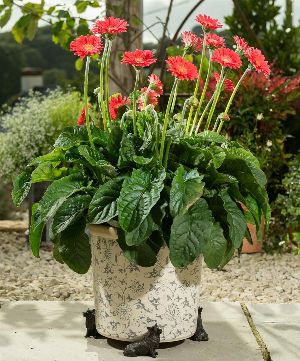 Corgi Plant Pot Feet - Set of 3 - Image 3