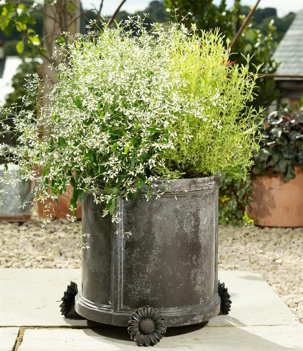 Daisy Plant Pot Feet - Set of 3 - Image 5