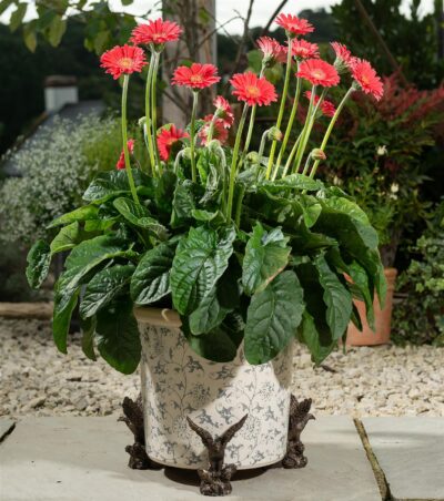 American Bald Eagle Plant Pot Feet - Set of 3