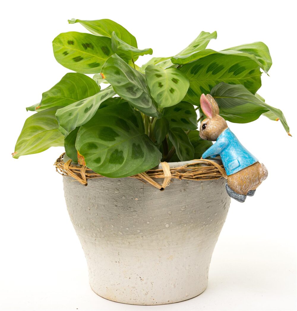 Beatrix Potter Peter Rabbit Hanging Plant Pot Hanger - Image 6