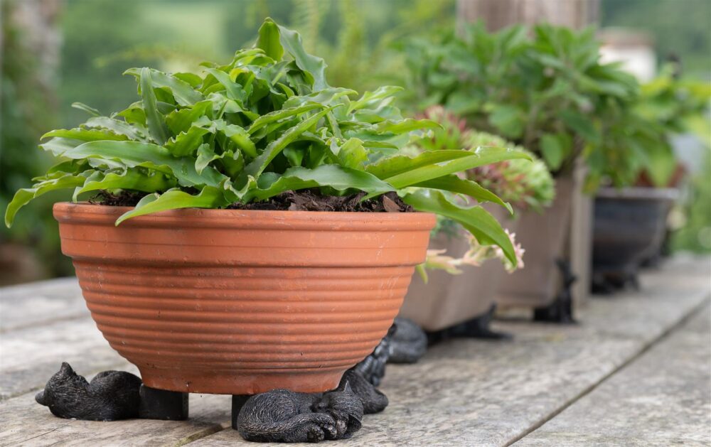 Sleeping Cat Curled Up Plant Pot Feet - Set of 3 - Image 5