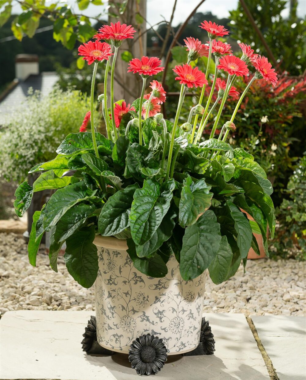 Daisy Plant Pot Feet - Set of 3