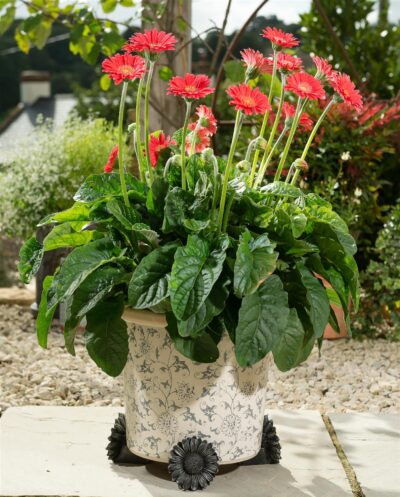 Daisy Plant Pot Feet - Set of 3