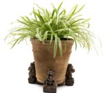 Koala Bear Plant Pot Feet - Set of 3