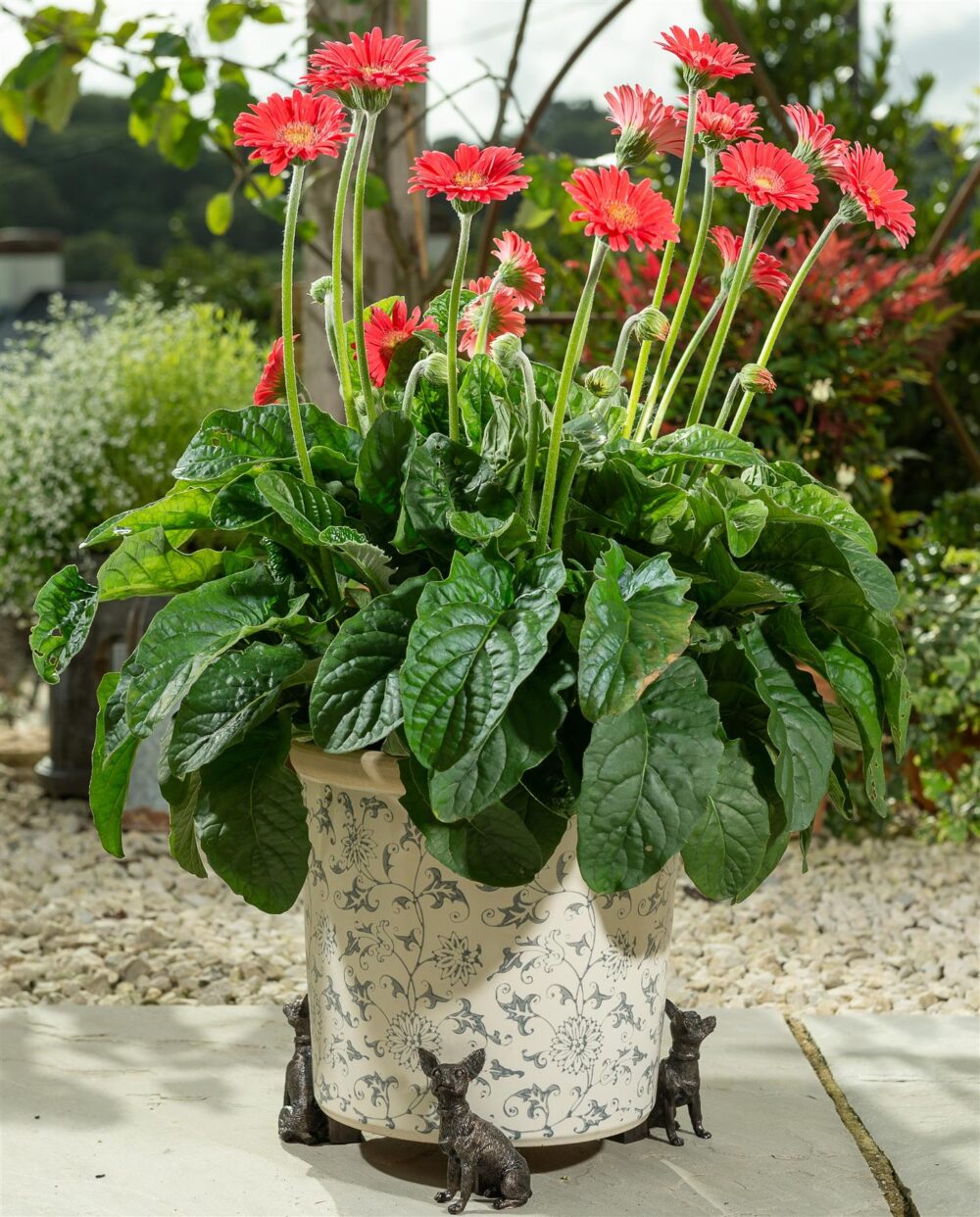 Chihuahua Plant Pot Feet - Set of 3 - Image 4