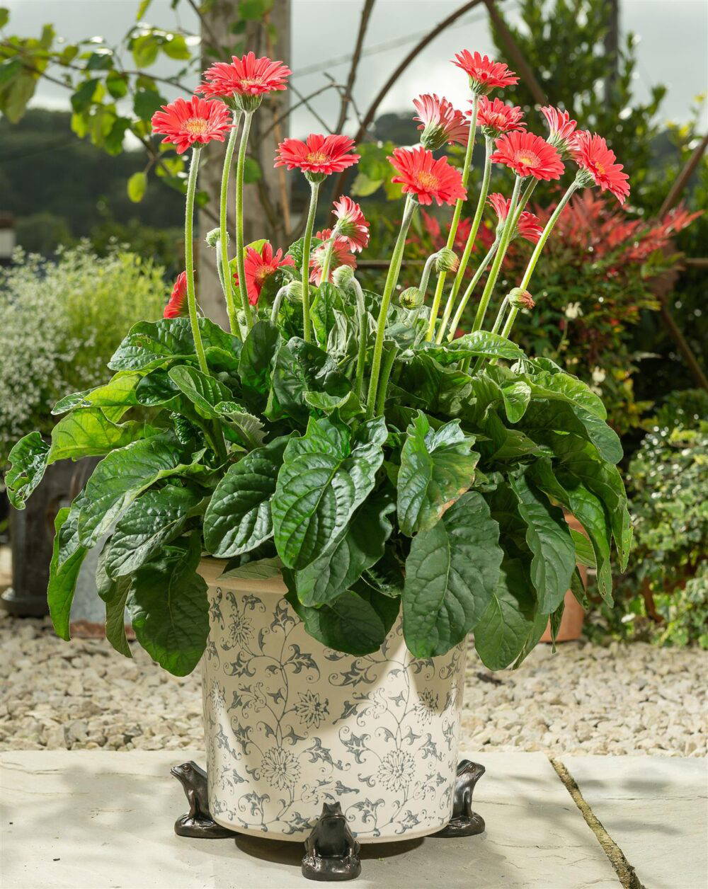 Frog Plant Pot Feet - Set of 3 - Image 3