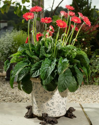 Resting Labrador Plant Pot Feet - Set of 3