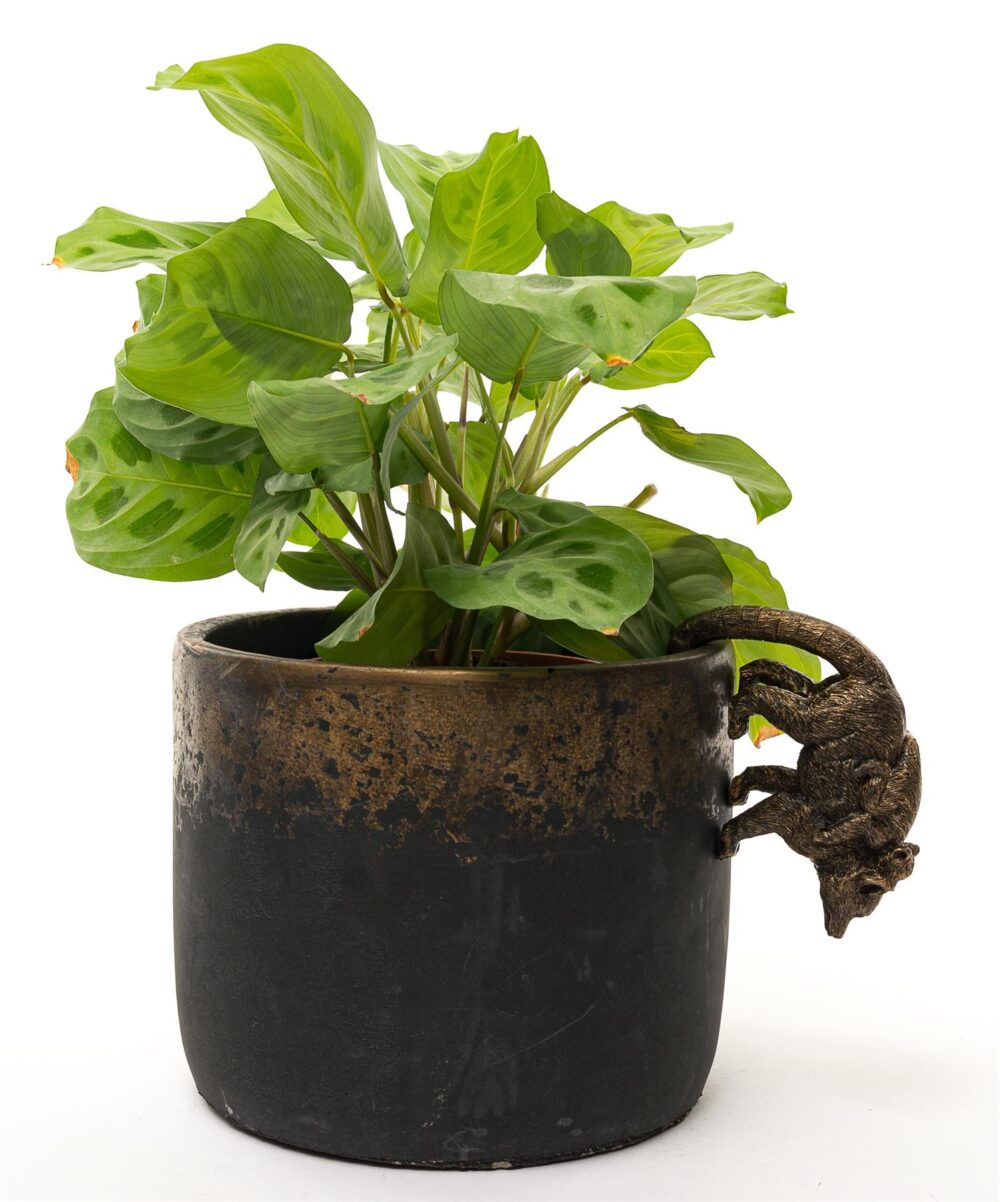Lemur and Pup Plant Pot Hanger - Image 6