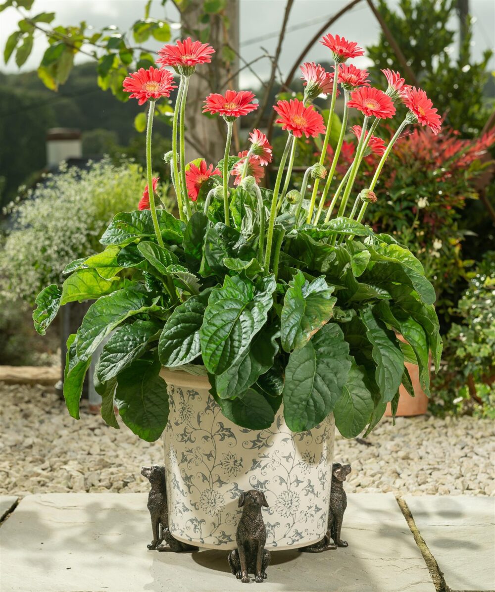 Sitting Labrador Plant Pot Feet - Set of 3 - Image 3
