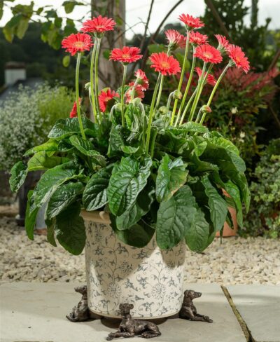 Greyhound Plant Pot Feet - Set of 3