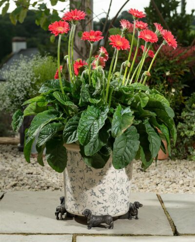 Dachshund Plant Pot Feet - Set of 3