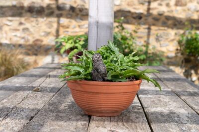Barn Owl Plant Drip Feeder Cover & Feed