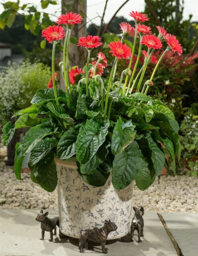 French Bulldog Plant Pot Feet - Set of 3
