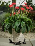 Boxer Dog Plant Pot Feet - Set of 3