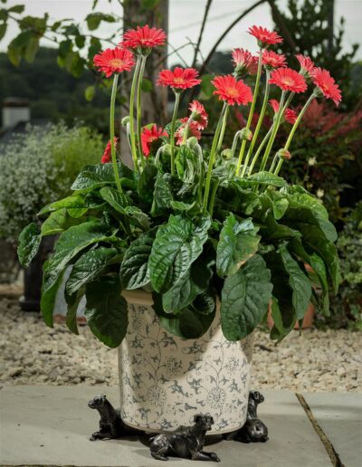 Boxer Dog Plant Pot Feet - Set of 3