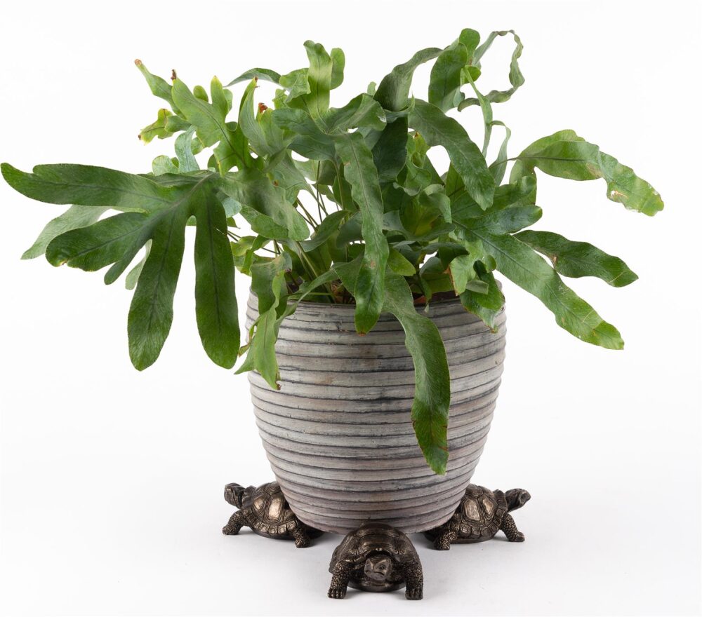 Tortoise Plant Pot Feet - Set of 3 - Image 5