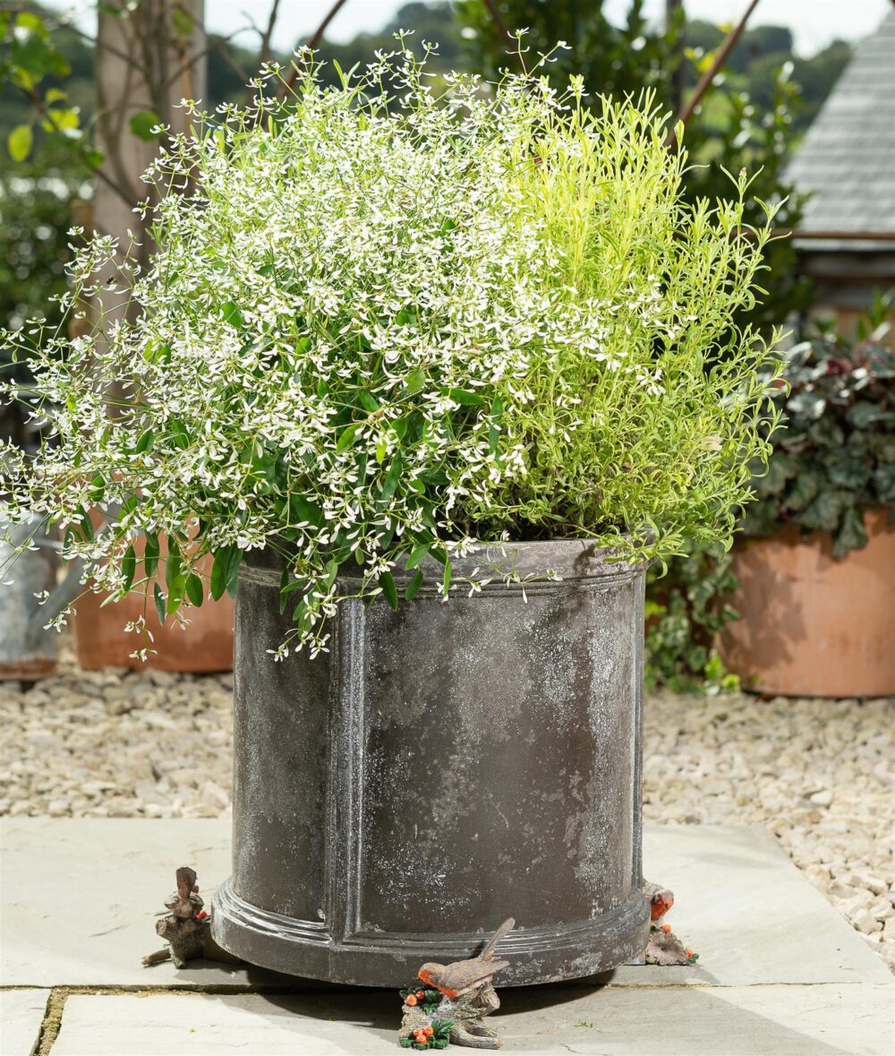 Robin Plant Pot Feet - Set of 3 - Image 3