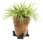 Corgi Plant Pot Feet - Set of 3