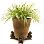 Chimpanzee Plant Pot Feet - Set of 3