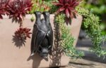 Bat Plant Pot Hanger