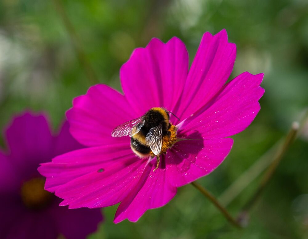 Bee On Thistle Cane or Stake Topper - Image 10