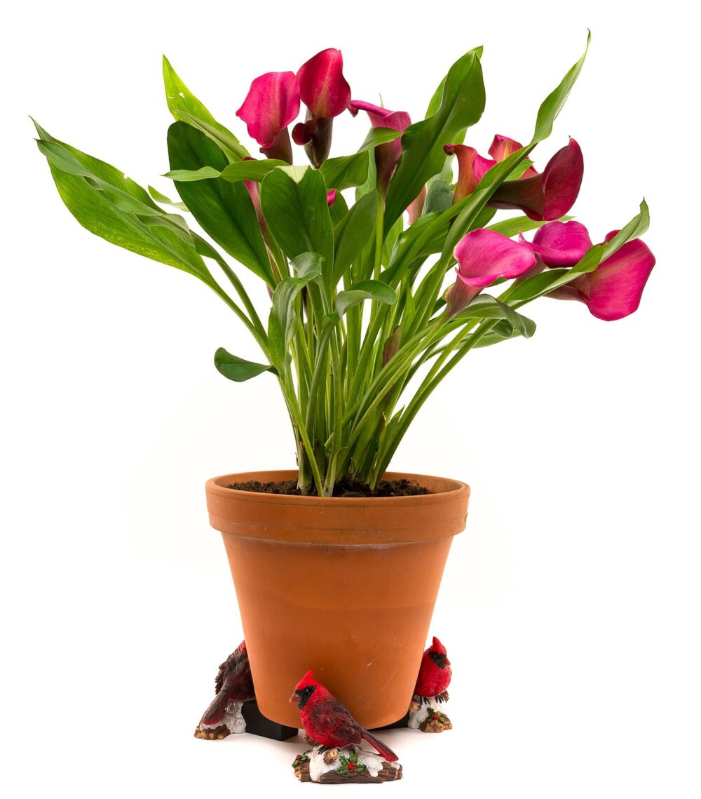 Red Cardinal Bird Plant Pot Feet - Set of 3 - Image 9