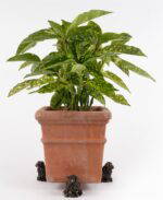 Exmoor Horned Ram Plant Pot Feet - Set of 3