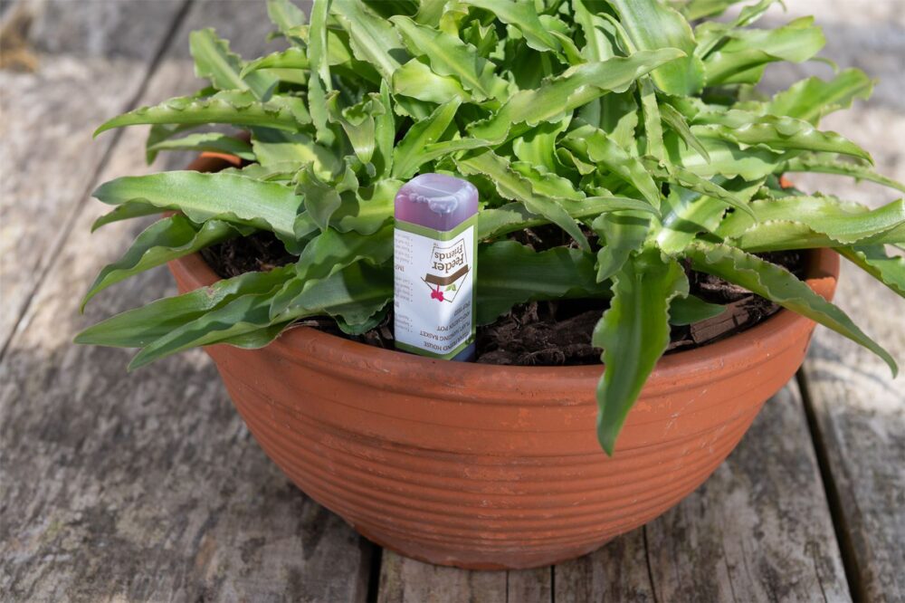 Labrador Plant Drip Feeder Cover & Feed - Image 10