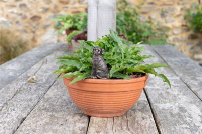 Labrador Plant Drip Feeder Cover & Feed