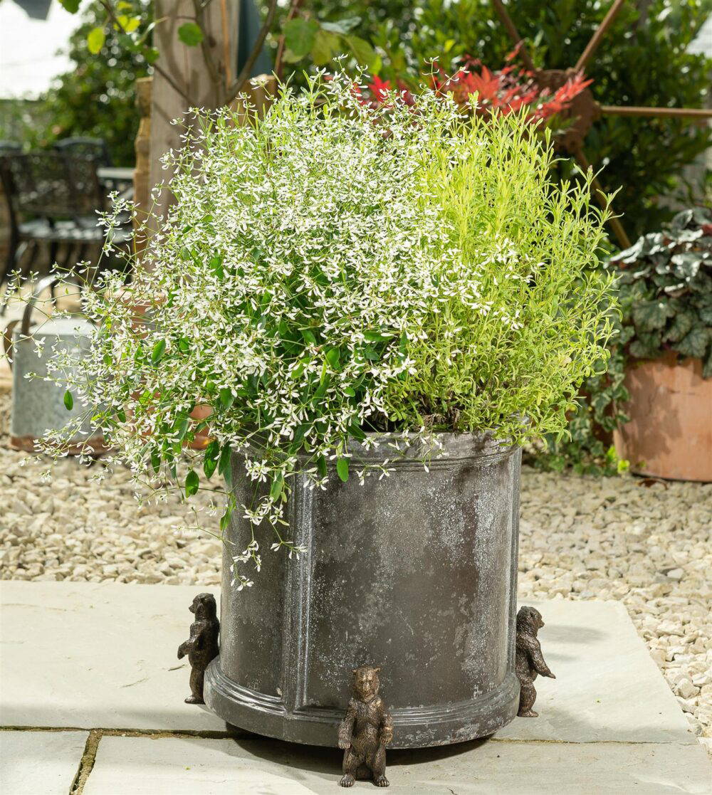 Grizzly Bear Plant Pot Feet - Set of 3 - Image 3