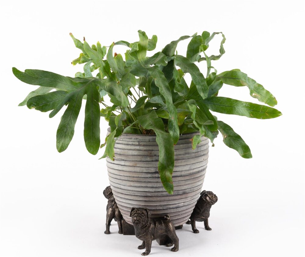 Pug Plant Pot Feet - Set of 3 - Image 3