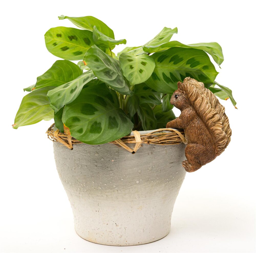 Beatrix Potter Squirrel Nutkin Plant Pot Hanger - Image 3