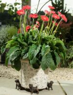 Pug Plant Pot Feet - Set of 3