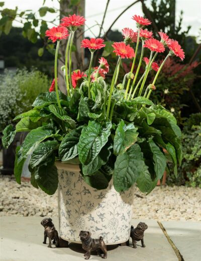 Pug Plant Pot Feet - Set of 3