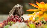 Basset Hound Plant Pot Hanger