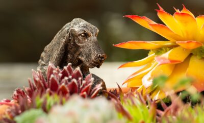 Basset Hound Plant Pot Hanger