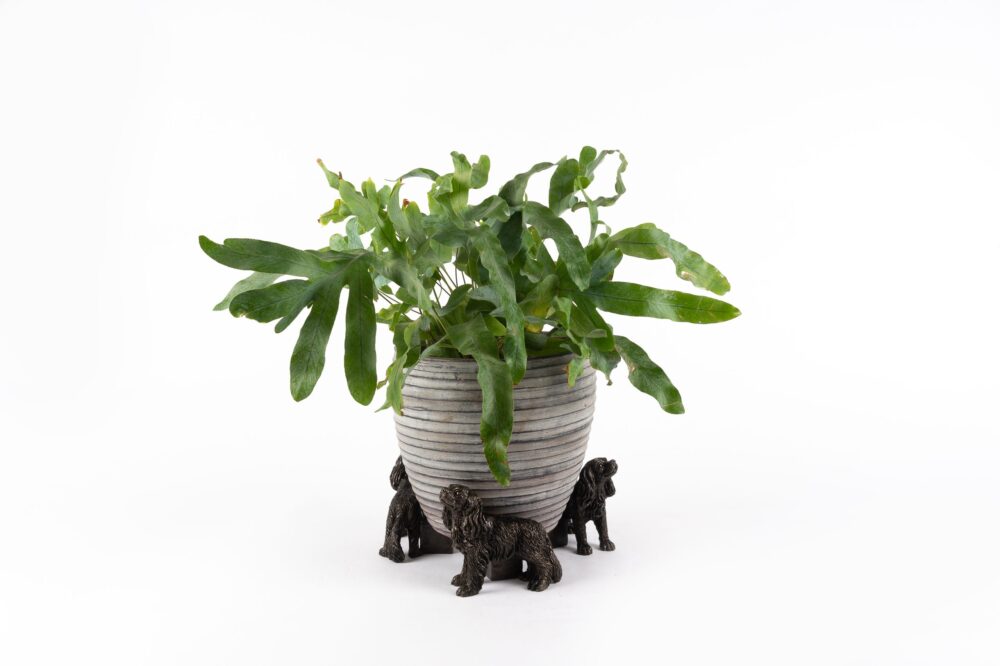 Cavalier King Charles Potty Feet and Pot Buddy - Image 5