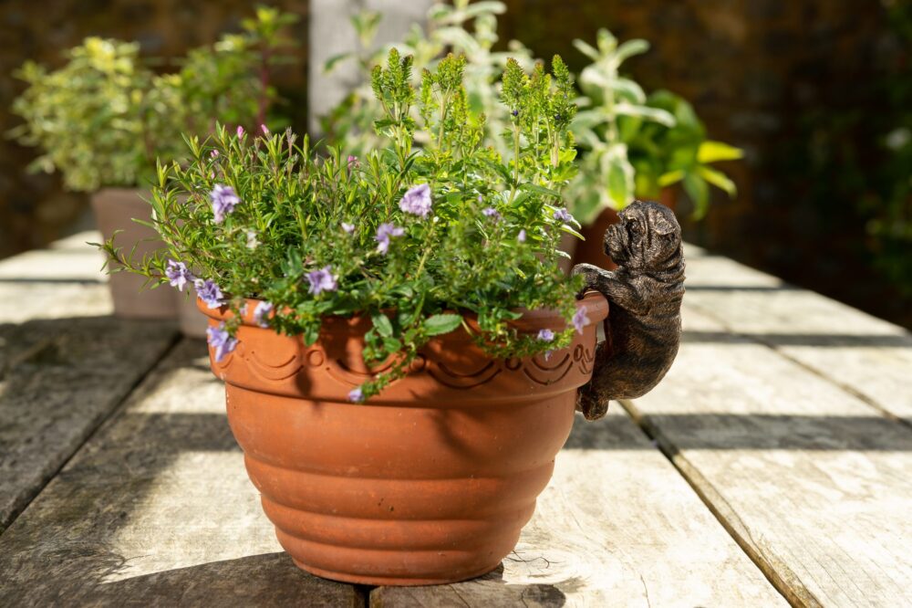 English Bulldog Plant Pot Hanger - Image 5