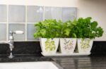 Iona Buchanan Herbs Eco Pots Set of 3 With Tray - Gift Packaged