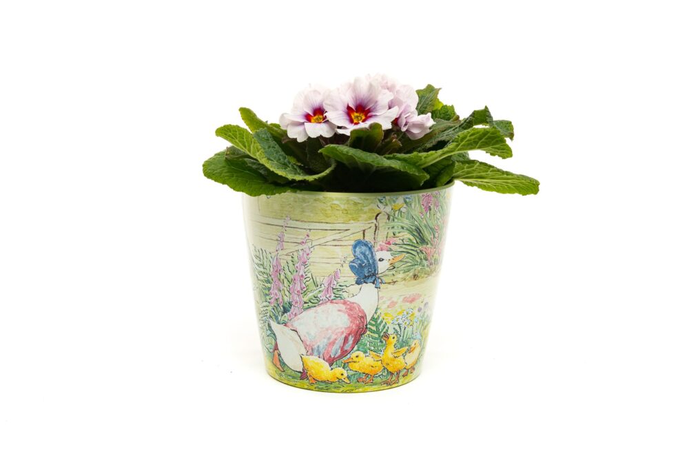 Eco-Pot Bamboo - Beatrix Potter - Peter Rabbit, Mrs Tiddy-Winkle & Jemima Puddleduck SET OF 3 - Image 8