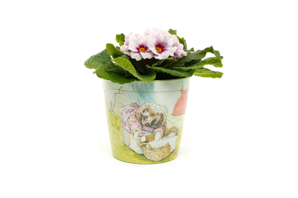 Eco-Pot Bamboo - Beatrix Potter - Peter Rabbit, Mrs Tiddy-Winkle & Jemima Puddleduck SET OF 3 - Image 6
