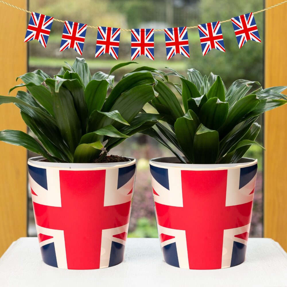 Eco-Pot Bamboo Flags Union Jack, Flag of the United Kingdom - Set of 3 - Image 4