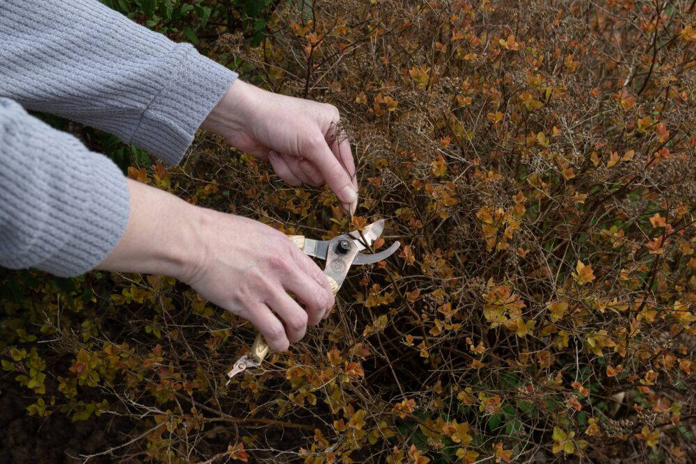 Beatrix Potter Peter Rabbit Gardening Secateurs / Pruners - Image 2