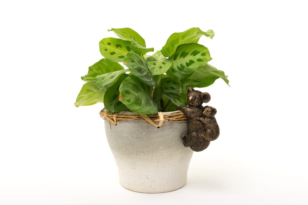 Koala Potty Feet and Pot Buddy - Image 10